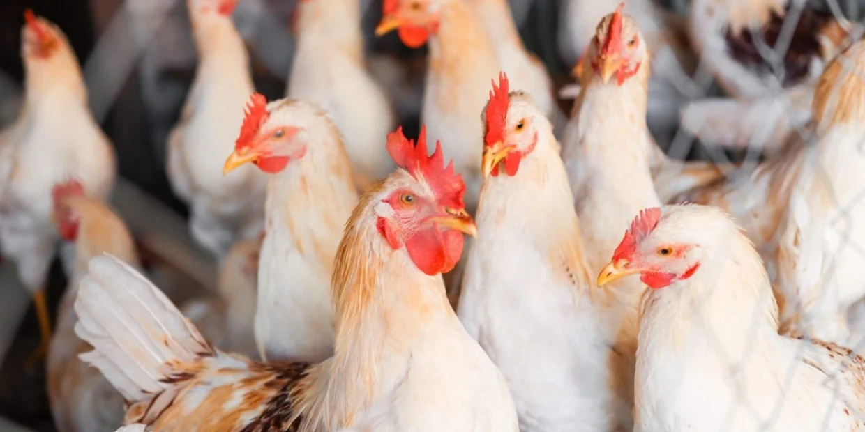 Seara revoluciona mercado com 79 novos produtos de frango agora