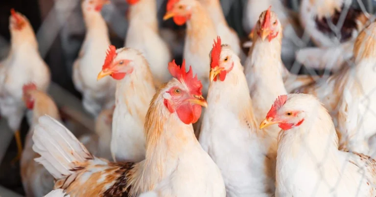 Seara revoluciona mercado com 79 novos produtos de frango agora